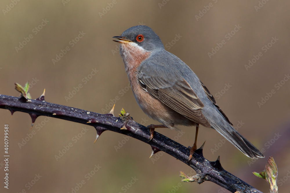 Moltoni’s Baardgrasmus, Moltoni's Warbler; Sylvia subalpina