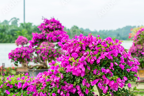 Purple bonsai tree of Bougainvillea spectabilis flower exhibition in Shenzhen, China. also as great bougainvillea, a species of flowering plant. It is native to Brazil, Bolivia, Peru, and Argentina.