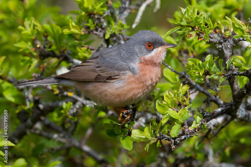 Moltoni’s Baardgrasmus, Moltoni's Warbler; Sylvia subalpina photo