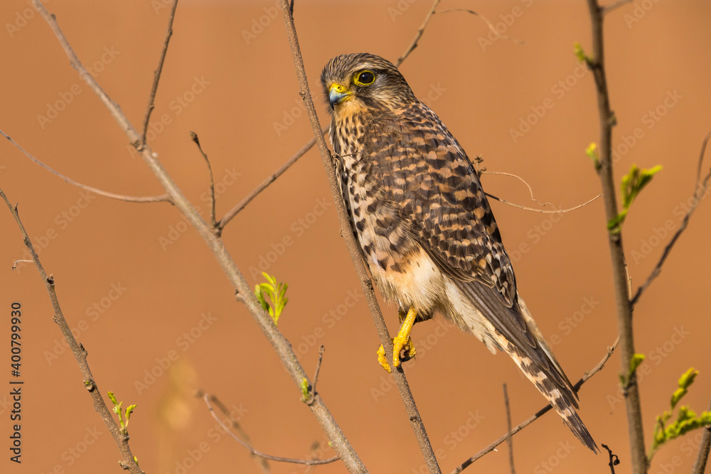 Lesser Cape Verde Kestrel; Neglected Kestrel; Falco tinnunculus neglectus