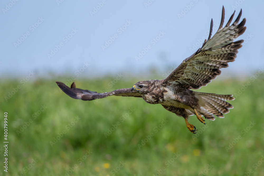 Fototapeta premium Mäusebussard (Buteo buteo)