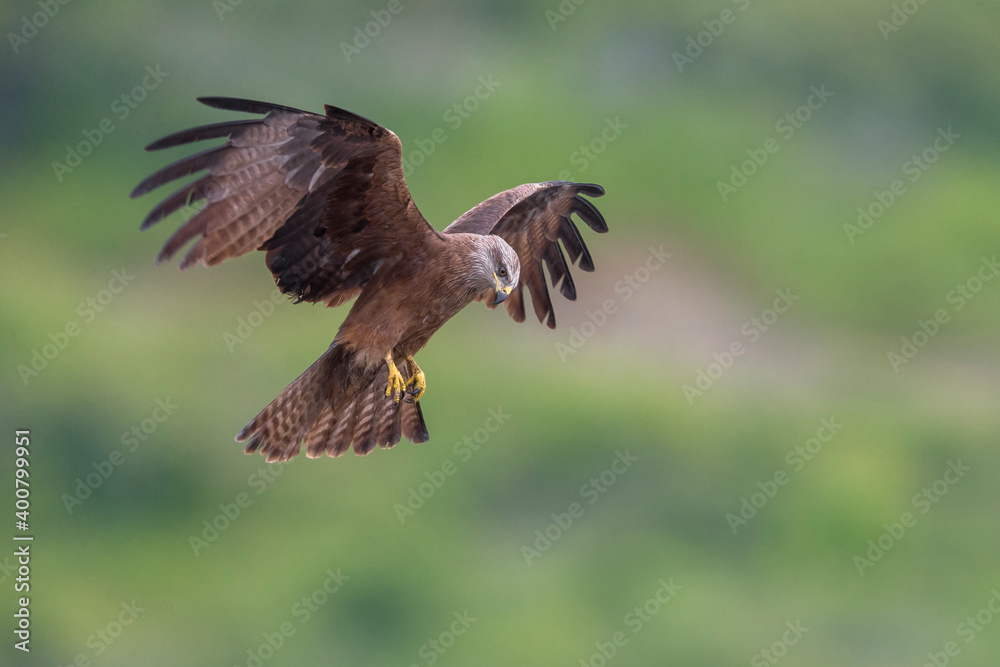 Obraz premium Zwarte Wouw; Black Kite; Milvus milvus