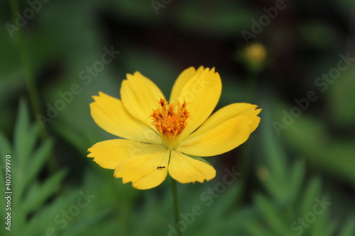 Yellow flower with a small ant