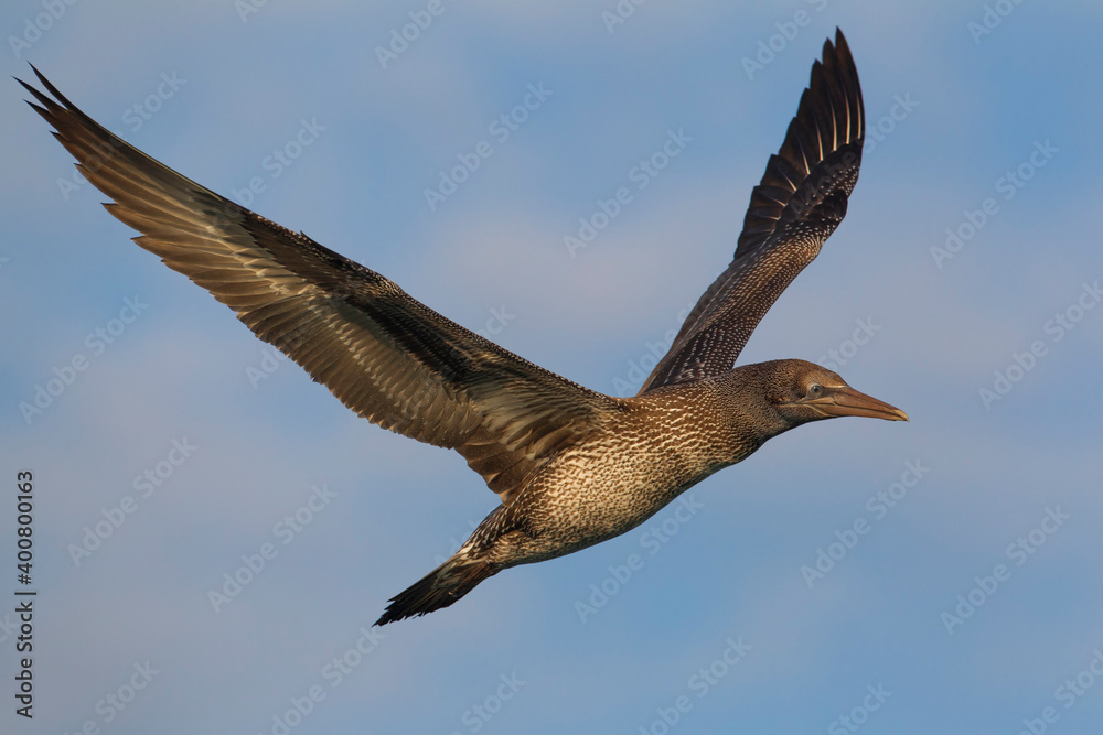 Fototapeta premium Jan-van-Gent; Northern Gannet; Sula bassana; Morus bassanus