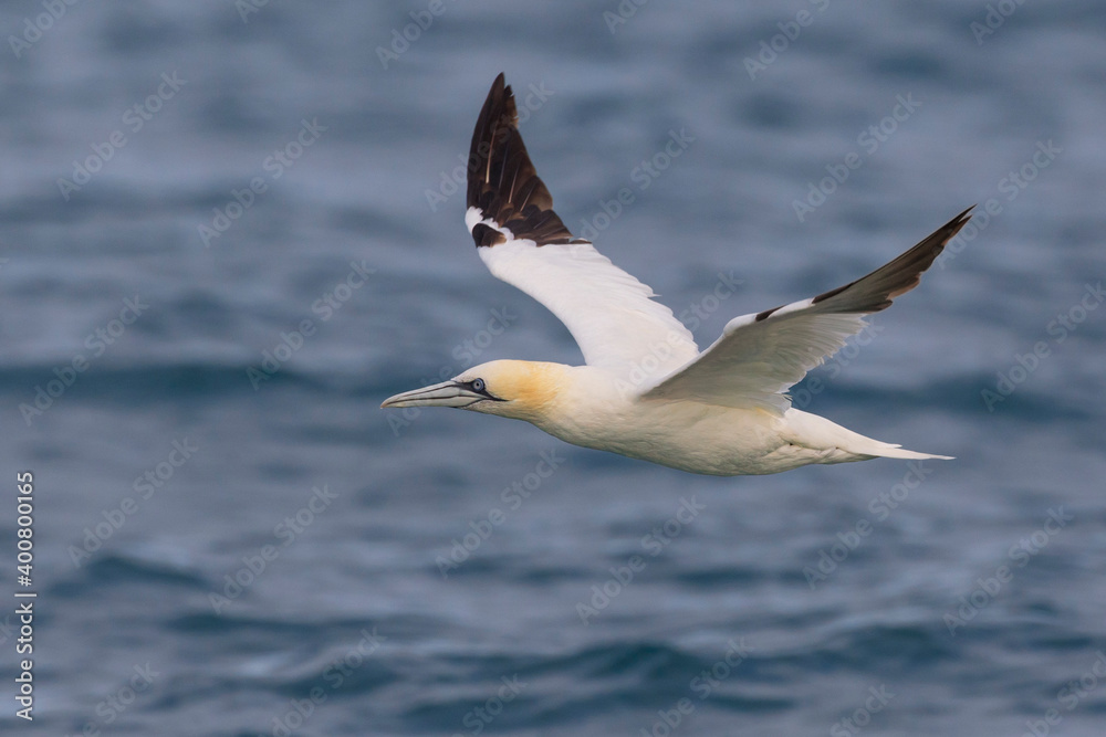 Jan-van-Gent; Northern Gannet; Sula bassana; Morus bassanus Jan-van-Gent; Northern Gannet; Sula bassana; Morus bassanus