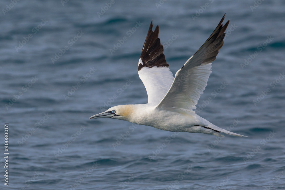 Jan-van-Gent; Northern Gannet; Sula bassana; Morus bassanus Jan-van-Gent; Northern Gannet; Sula bassana; Morus bassanus