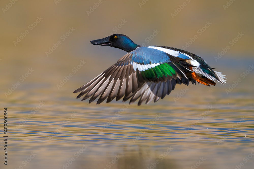 Obraz premium Slobeend; Northern Shoveler; Anas clypeata