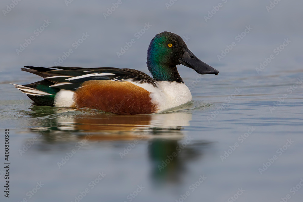 Slobeend, Northern Shoveler; Anas clypeata Slobeend, Northern Shoveler; Anas clypeata