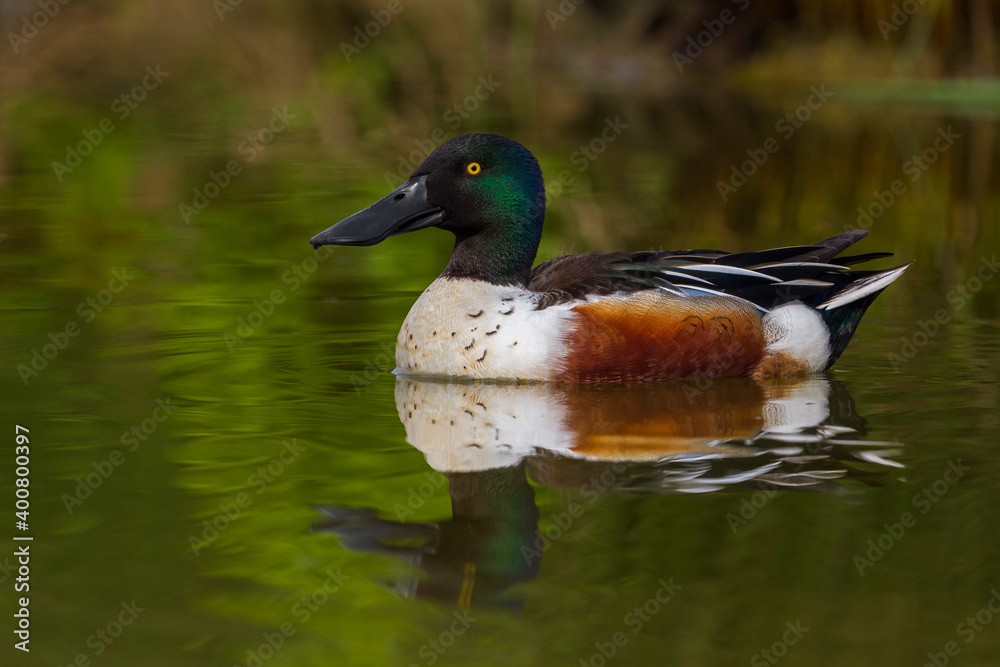 Fototapeta premium Slobeend; Northern Shoveler; Anas clypeata