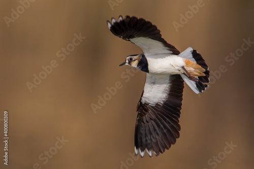 Schilderij op canvas Kievit, Northern Lapwing; Vanellus vanellus