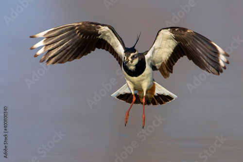 Kievit, Northern Lapwing; Vanellus vanellus