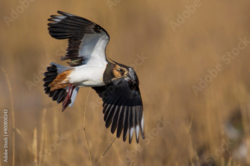 Kievit, Northern Lapwing  Vanellus vanellus © AGAMI