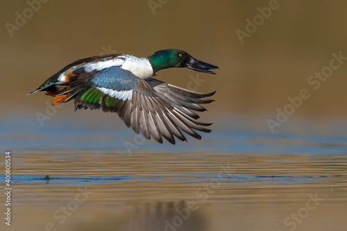 Slobeend; Northern Shoveler; Anas clypeata