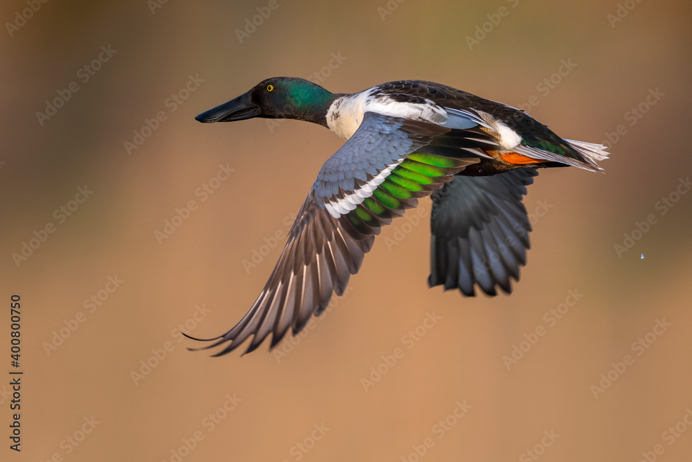 Obraz premium Slobeend; Northern Shoveler; Anas clypeata