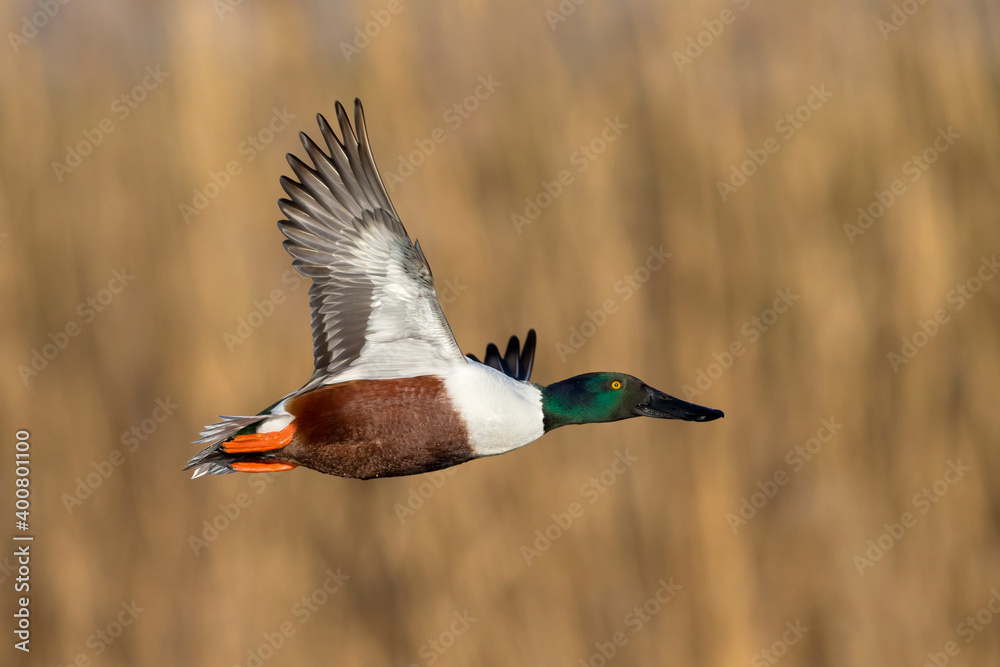 Slobeend; Northern Shoveler; Anas clypeata Slobeend; Northern Shoveler; Anas clypeata