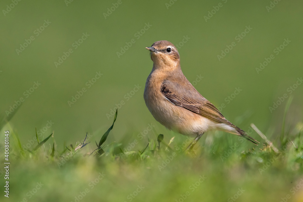 Tapuit, Northern Wheatear; Oenanthe oenanthe leucorhoa Tapuit, Northern Wheatear; Oenanthe oenanthe leucorhoa