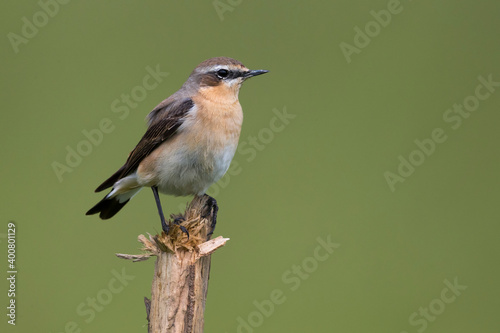 Tapuit; Northern Wheatear; Oenanthe oenanthe