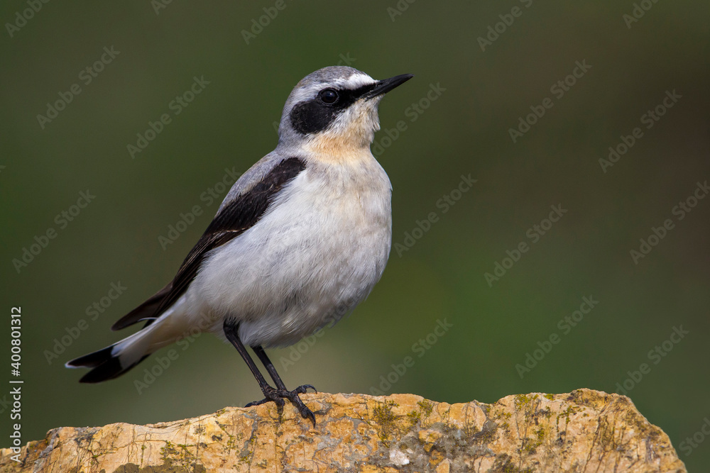 Fototapeta premium Tapuit, Northern Wheatear; Oenanthe oenanthe leucorhoa