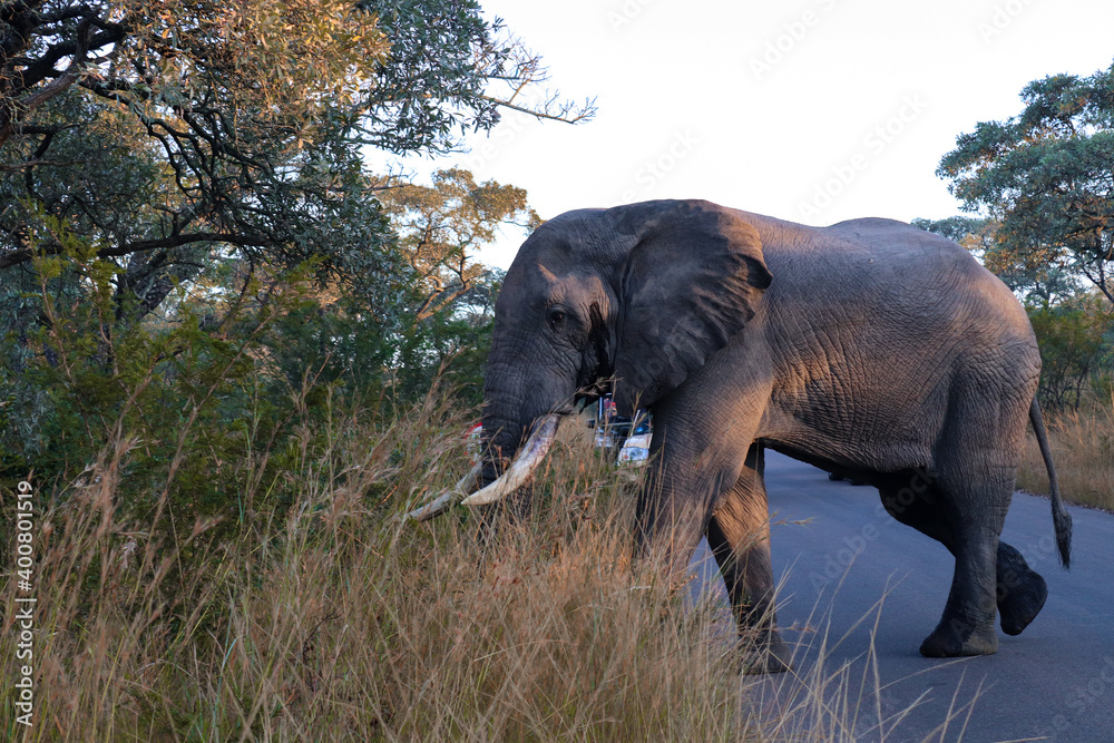 Elefante paseando en parque kruger, Sudáfrica. 