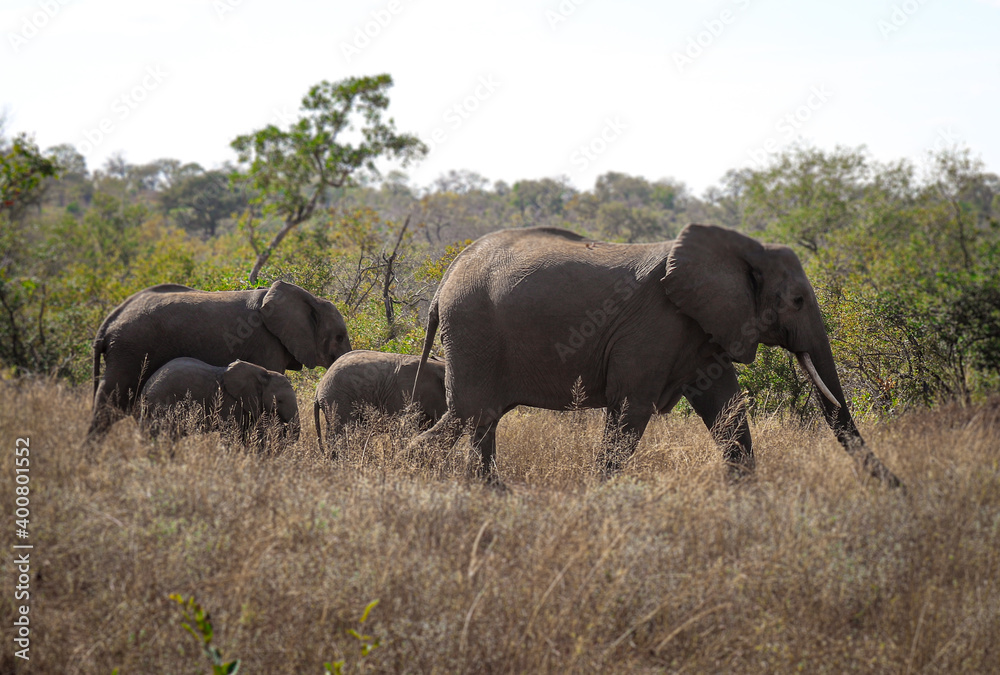Elefantes- Elefantes en parque kruger, sudáfrica.