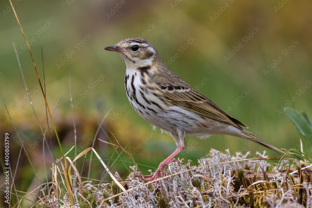 Siberische Boompieper; Olive-backed Pipit, Anthus hodgsoni yunnanensis Siberische Boompieper; Olive-backed Pipit, Anthus hodgsoni yunnanensis