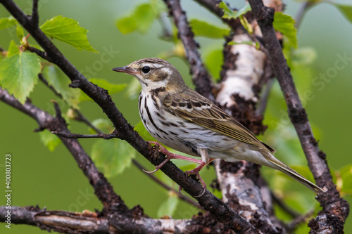 Siberische Boompieper; Olive-backed Pipit, Anthus hodgsoni yunnanensis photo