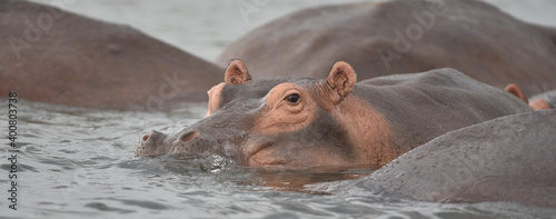 Canvastavla Hippo in the Water