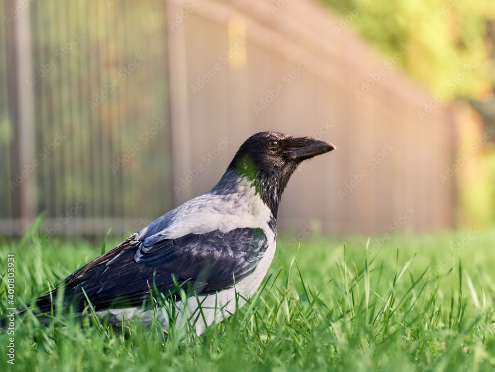 Fototapeta premium City crow on the lawn in the park in the green grass