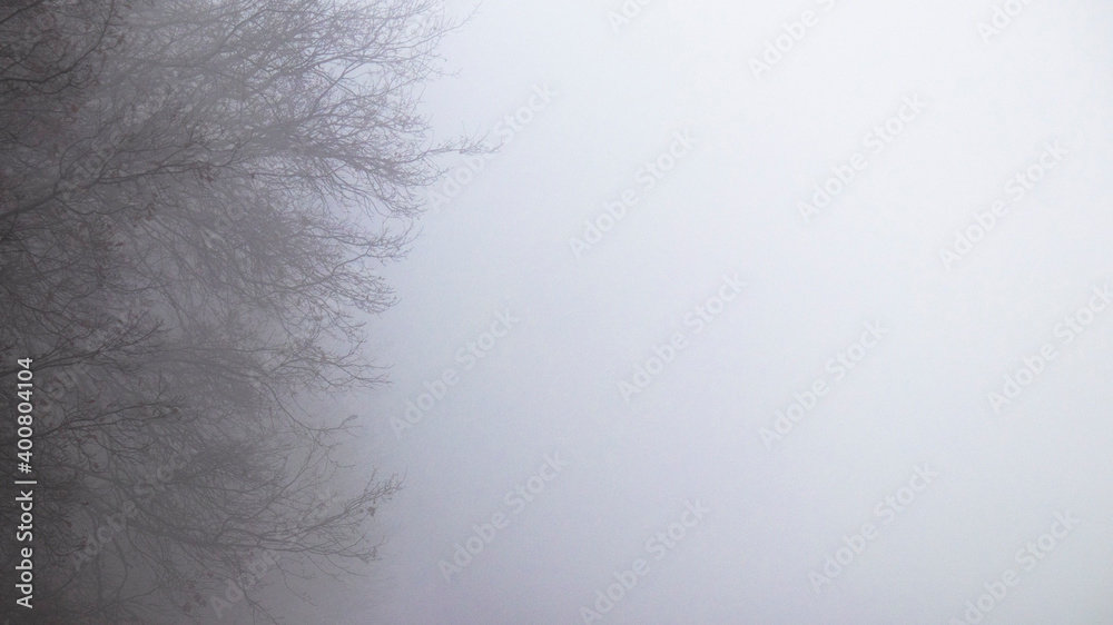 Fototapeta premium Natural abstraction in nature. Mystical foggy morning. Branches of an old oak in a strong milky white mist. Natural mystical background. Place for your text.
