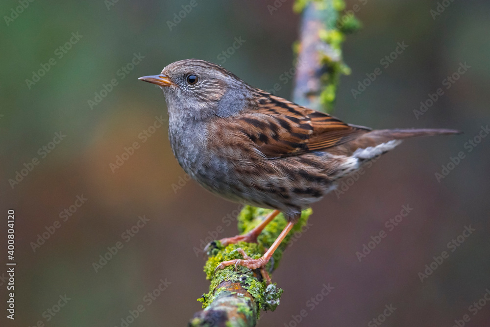 Heggenmus; Dunnock; Prunella modularis