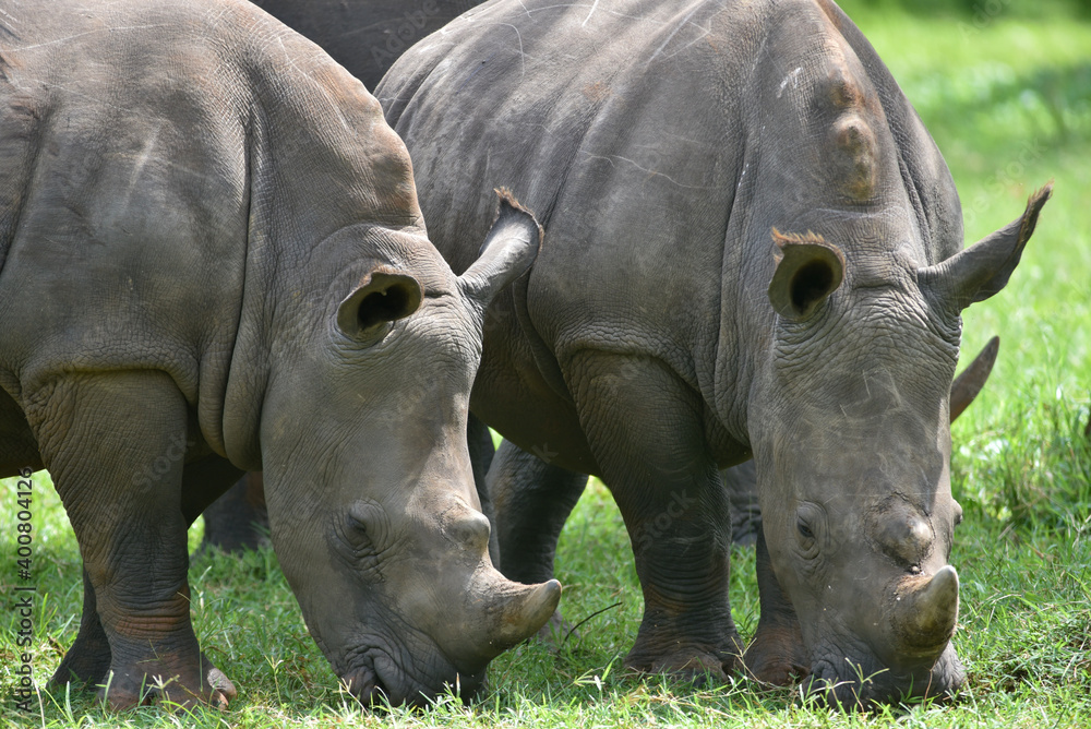 Fototapeta premium Rhino