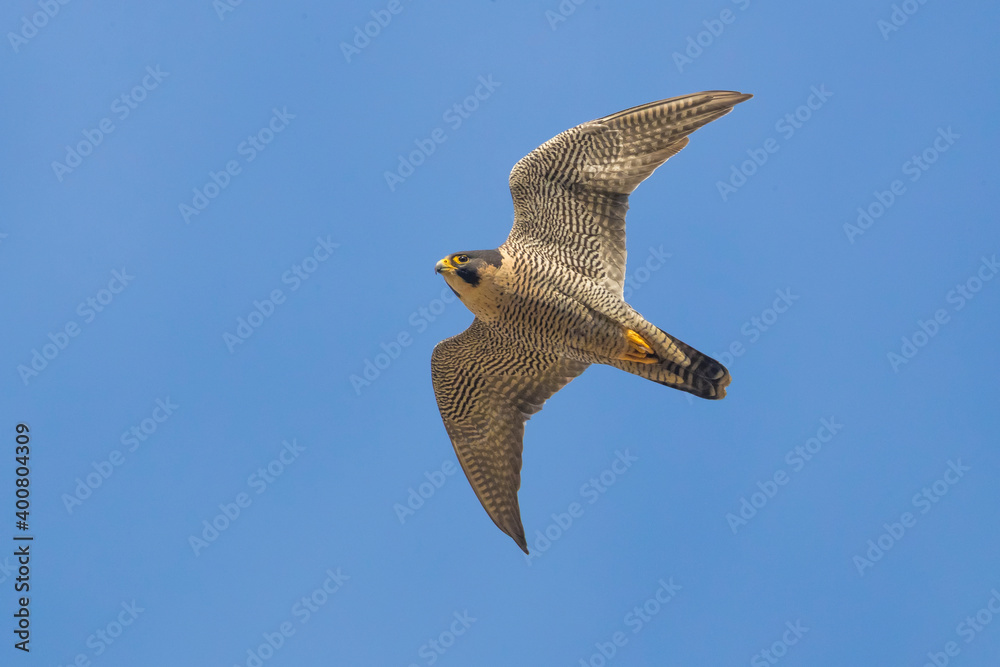 Slechtvalk; Peregrine; Falco peregrinus