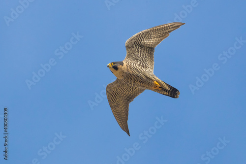 Obraz na płótnie Slechtvalk; Peregrine; Falco peregrinus w salonie