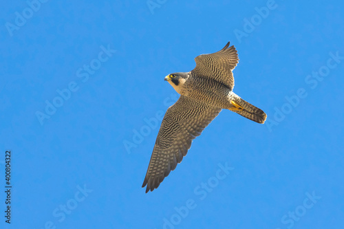 Slechtvalk; Peregrine; Falco peregrinus photo