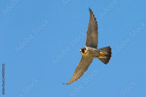 Obraz na płótnie Slechtvalk; Peregrine; Falco peregrinus w salonie