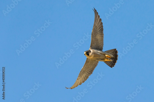 Slechtvalk  Peregrine  Falco peregrinus