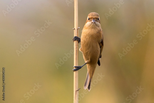 Chinese Buidelmees; Chinese Penduline-Tit; Remiz consobrinus photo