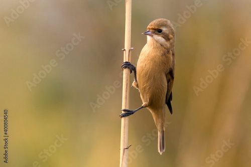 Chinese Buidelmees; Chinese Penduline-Tit; Remiz consobrinus photo
