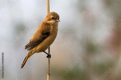 Chinese Buidelmees; Chinese Penduline-Tit; Remiz consobrinus photo
