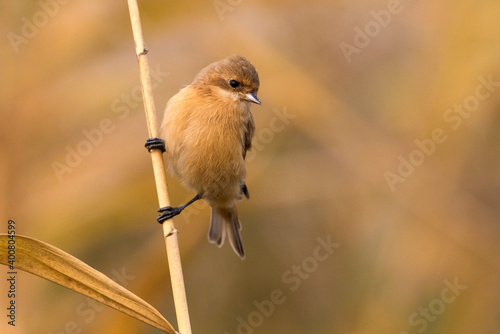 Chinese Buidelmees; Chinese Penduline-Tit; Remiz consobrinus photo