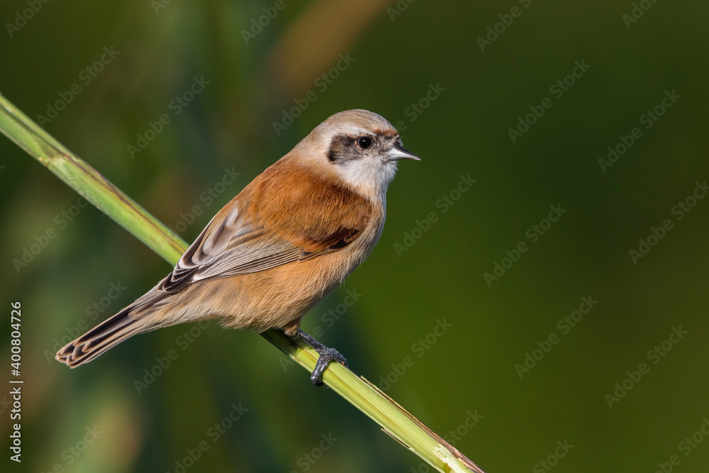 Fototapeta premium Buidelmees; Penduline Tit; Remiz pendulinus