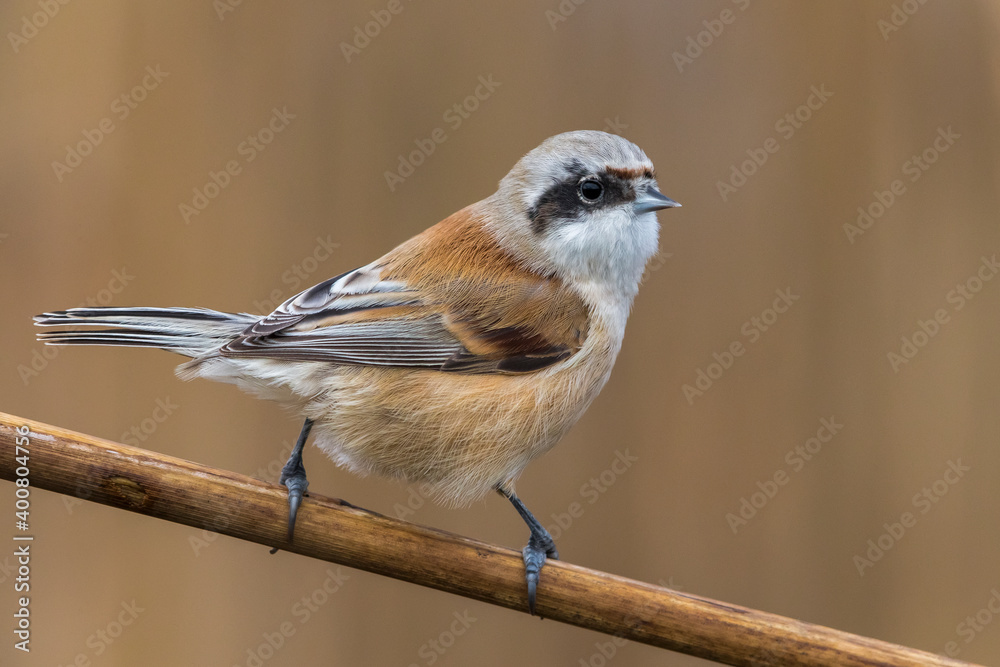 Naklejka premium Buidelmees; Penduline Tit; Remiz pendulinus