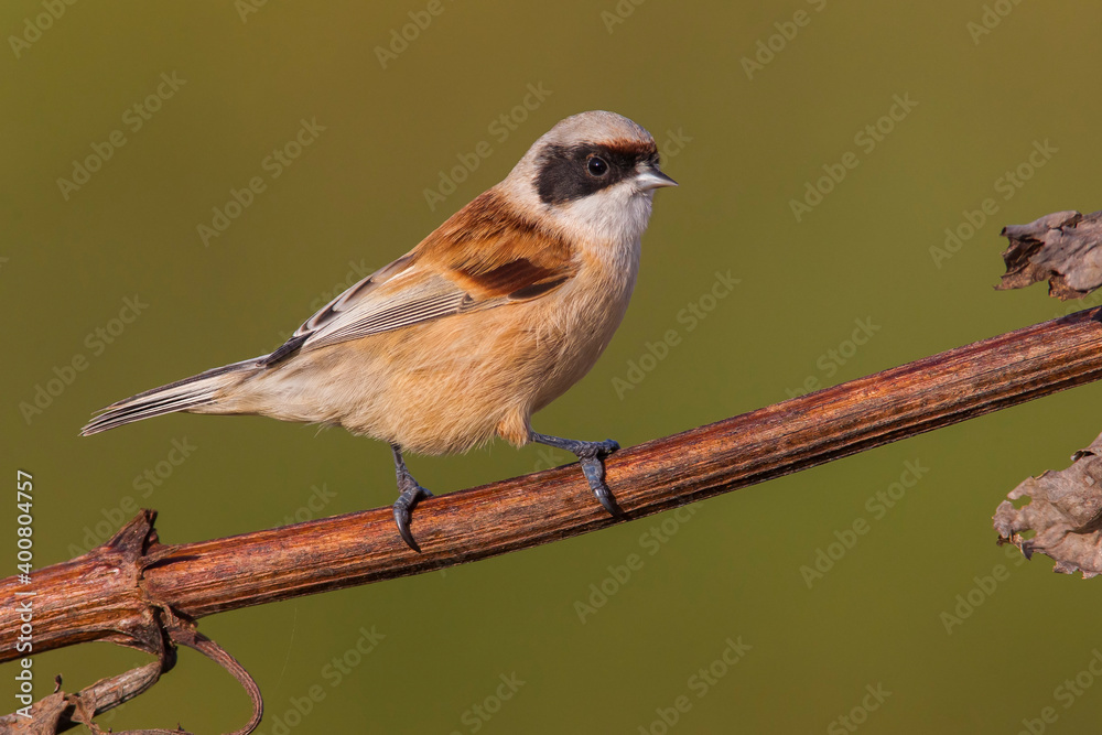 Naklejka premium Buidelmees, Penduline Tit; Remiz pendulinus