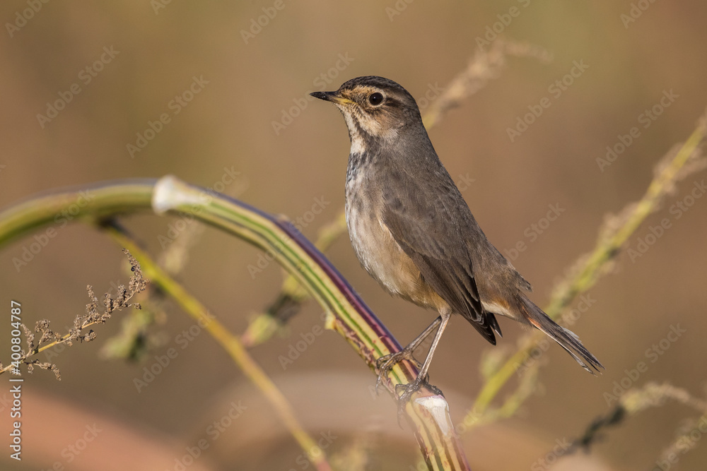 Fototapeta premium Blauwborst; Bluethroat; Luscinia svecica cyanecula