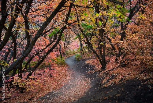 Autumn Splendor by the Trail