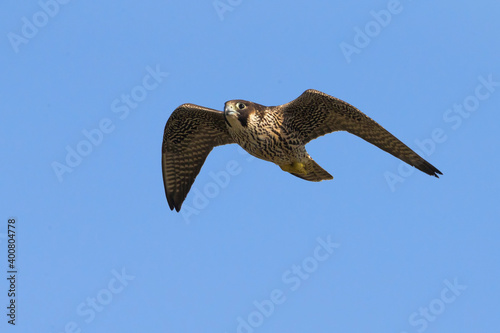 Slechtvalk; Peregrine; Falco peregrinus photo