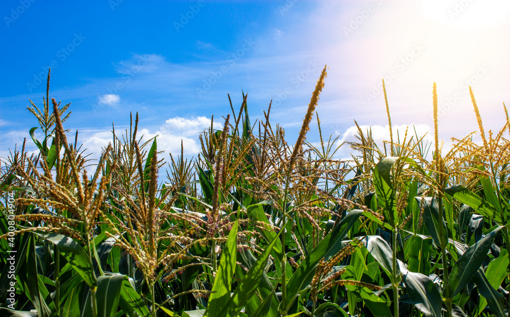 Fototapeta premium Blooming corn on the background of a corn field. Cornfield. Corn leaves against the sky. Peaceful nature. Beautiful sunshine. Concept.