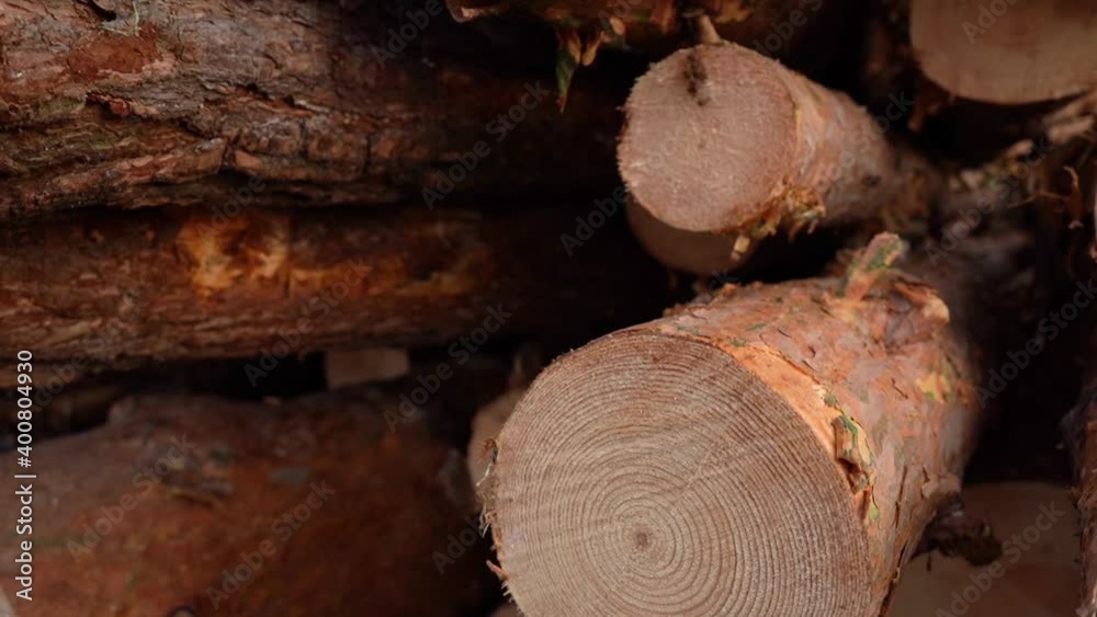 Sawed Trunks of Pine Trees at the Lumber Warehouse. Close-up. Dolly Shot. Sawed Trunks of Pine Trees at the Lumber Warehouse. Close-up. Dolly Shot.