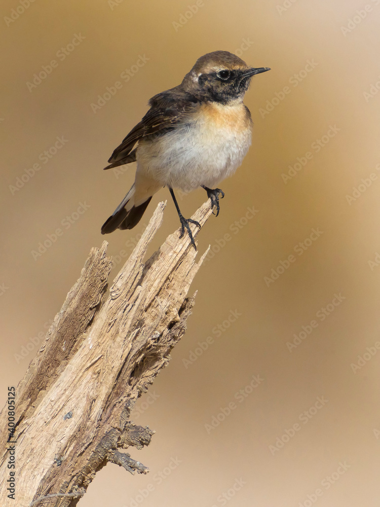 Fototapeta premium Bonte Tapuit, Pied Wheatear; Oenanthe pleshanka