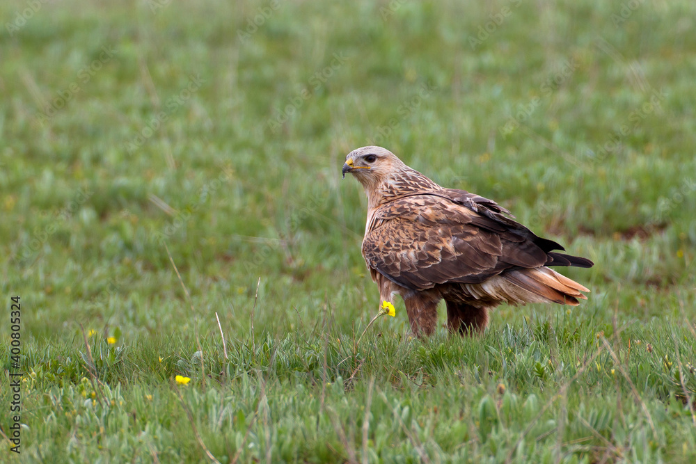 Long-legged Buzzard, Arendbuizerd, Buteo rufinus Long-legged Buzzard, Arendbuizerd, Buteo rufinus